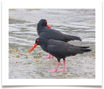 SOUTH AFRICAN OYSTERCATCHERS - Steve Hodson